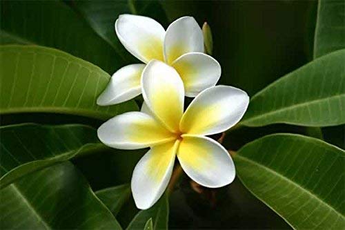 Plumeria Pianta vera - Pianta in Vaso 14 - Plumeria Frangipane Pianta - Pianta vera - Rubra Alba Frangipani