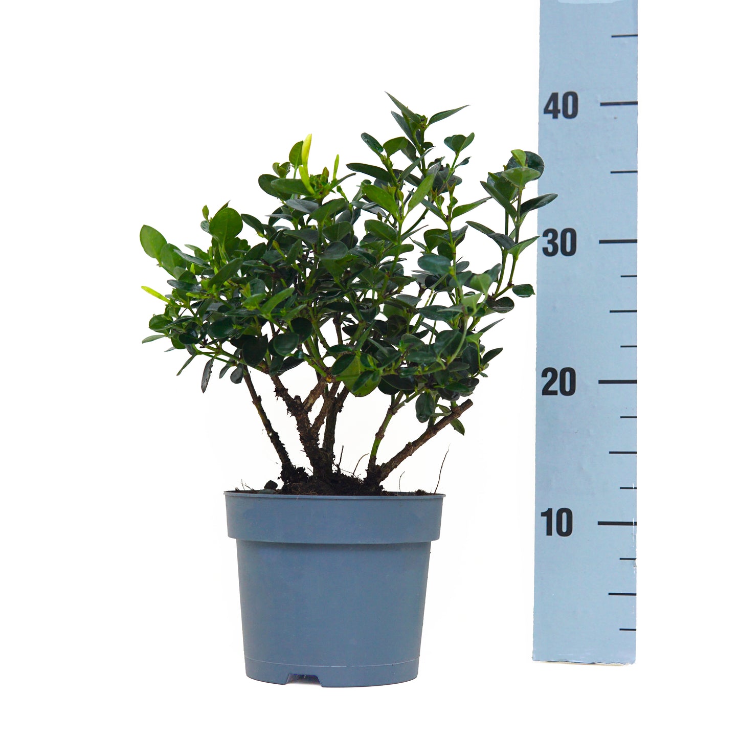 Carissa Macrocarpa (Jasminium) in vaso 15, alta circa 40cm