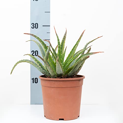 Aloe Vera - Vaso 14 ( 4 varietà)